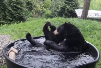 It’s Wednesday: here’s a bear in a tub