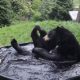 It’s Wednesday: here’s a bear in a tub