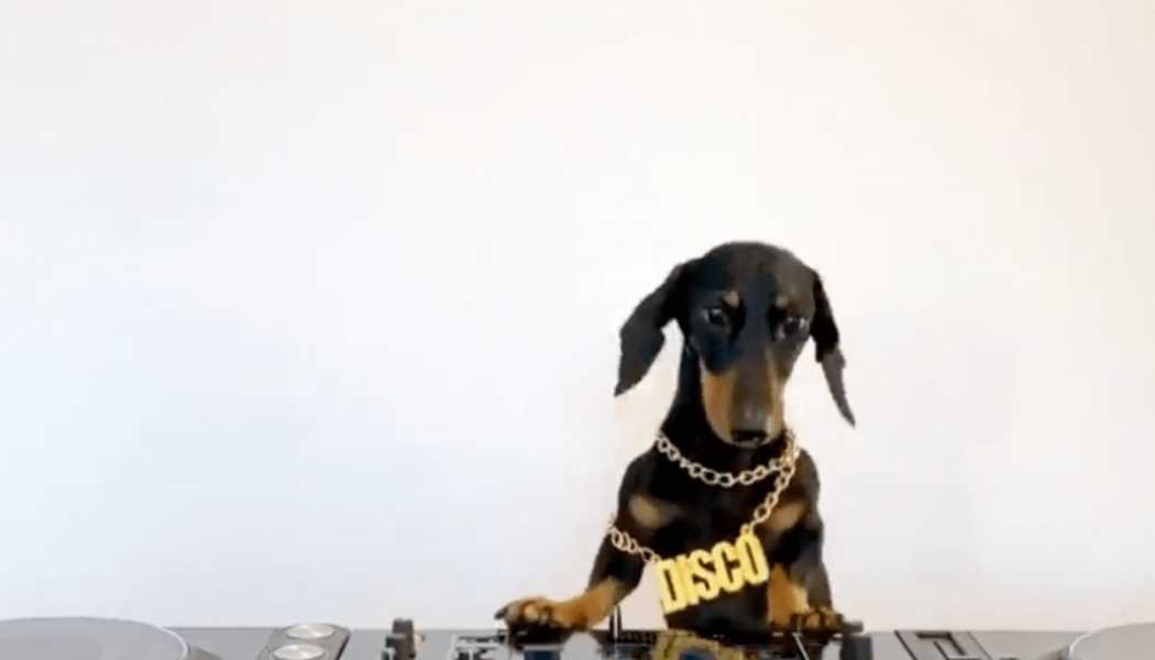 Here Is a DJing Dog, Courtesy of Defected Records