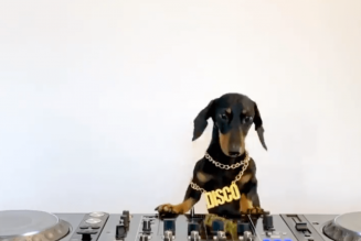 Here Is a DJing Dog, Courtesy of Defected Records