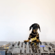 Here Is a DJing Dog, Courtesy of Defected Records