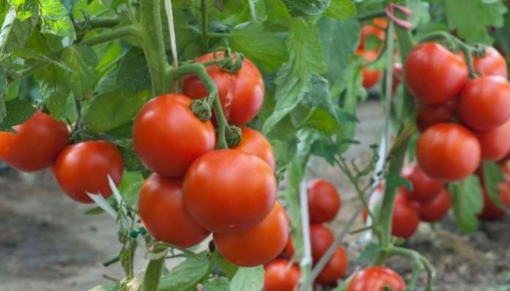 Emir extols Kebbi tomatoes farming prospect