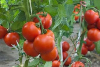 Emir extols Kebbi tomatoes farming prospect