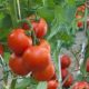 Emir extols Kebbi tomatoes farming prospect