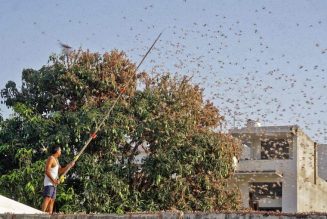 Indian Farmers are Using Dance Music to Fight Against Invading Locusts