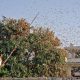 Indian Farmers are Using Dance Music to Fight Against Invading Locusts