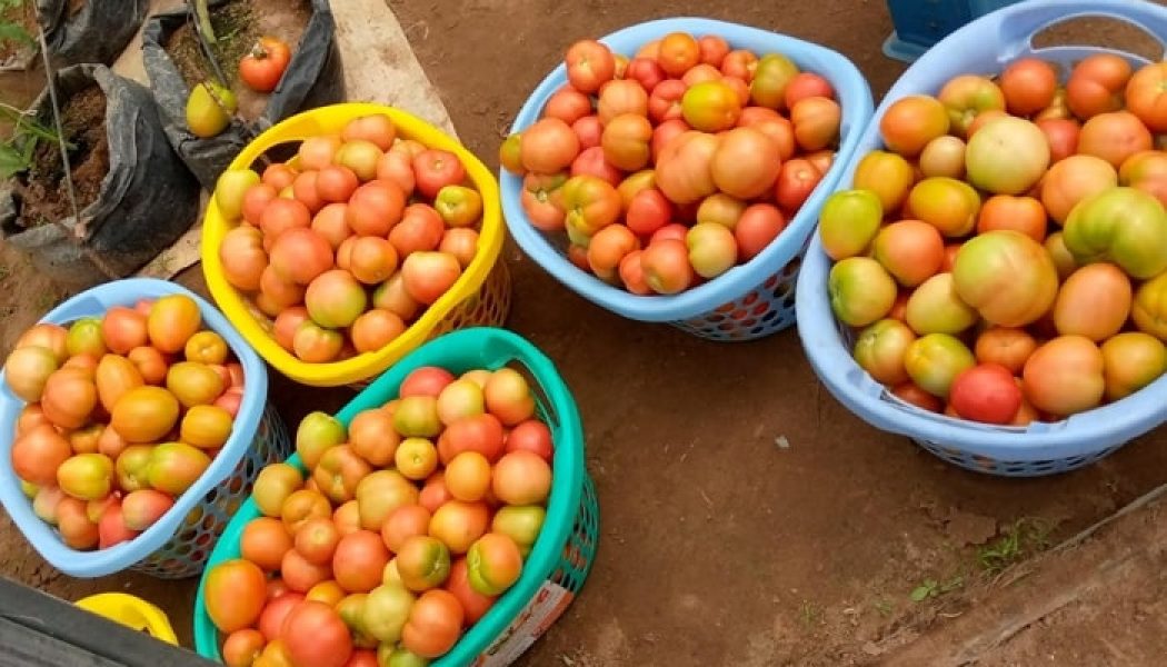 Inspirational Story Of Zero Hunger Fighter Nwambe Josiah Ebuka