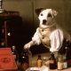 Wishbone to Bark Up More Literary Tales in New Movie