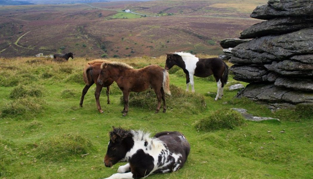 Hanging up my hat: why I’ve chosen to quit horse riding