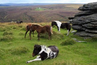 Hanging up my hat: why I’ve chosen to quit horse riding