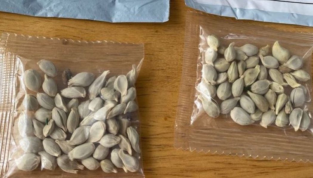 Go read this Motherboard report on what some people did with the ‘Chinese Mystery Seeds’