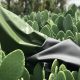 The Future of Vegan Leather Is Plant-Based, and It’s Made from Cactus, Pineapples, and Mushrooms