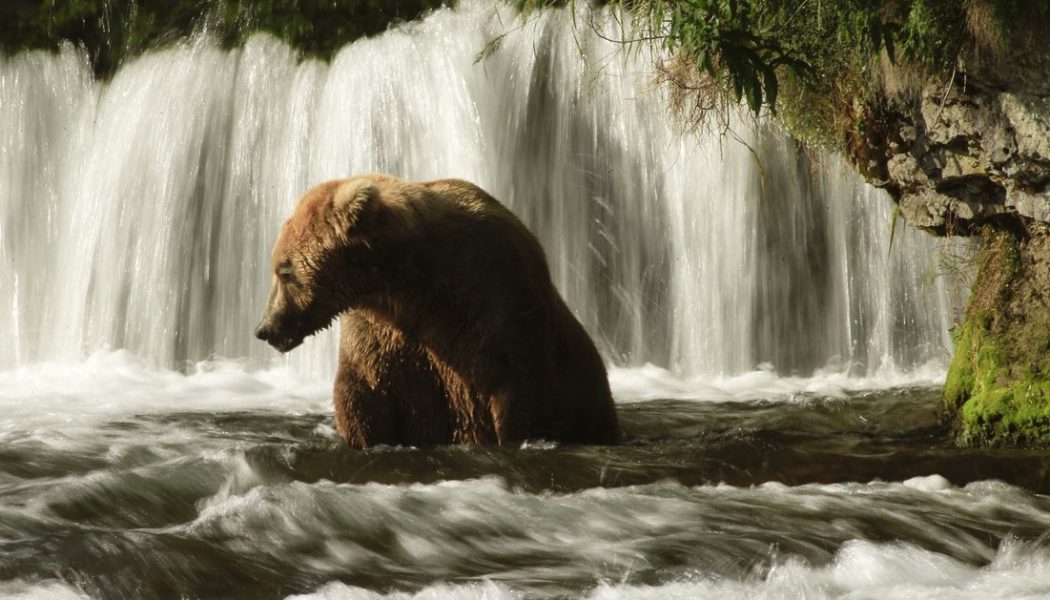 A champion has been crowned in Fat Bear Week