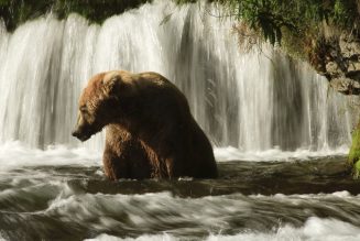 A champion has been crowned in Fat Bear Week