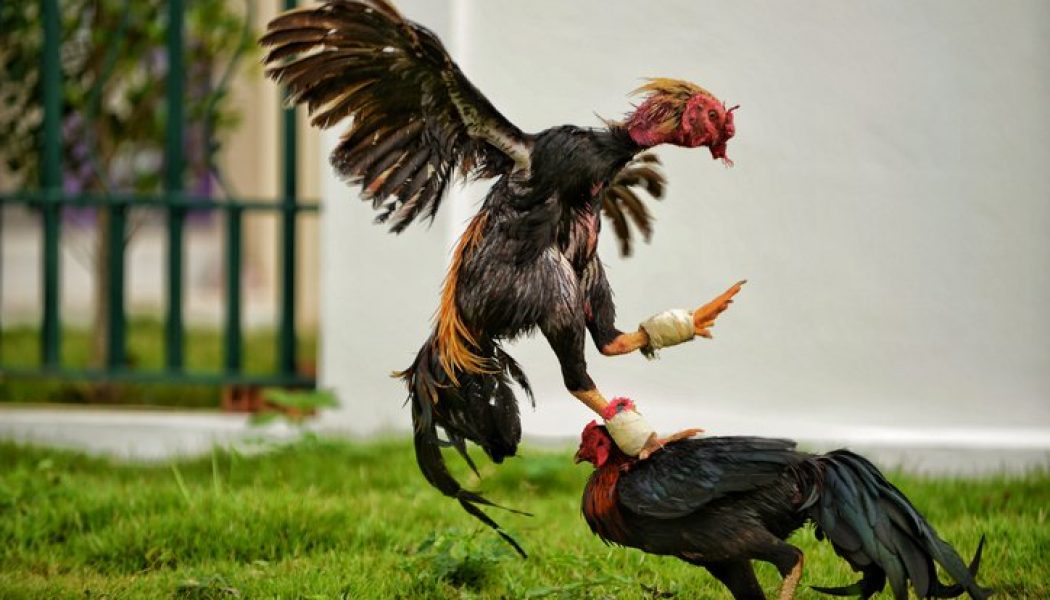 #BRUHNews: Cop Gets Killed By A Fighting Rooster In The Philippines