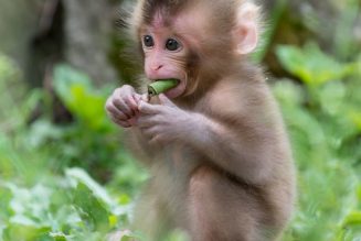 Scientists Created a Device That Allows Monkeys to Play Sounds and Beats—Including Electronic Music