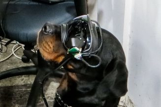 The US Army is testing augmented reality goggles for dogs