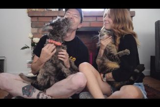 Watch Touché Amoré’s Wholesome, Pet-Themed Music Video With Skrillex, Jimmy Eat World, Rise Against, More