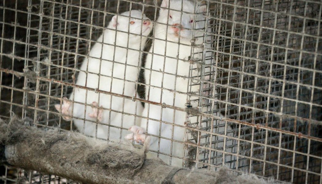 Denmark will cull entire mink population after COVID-19 outbreaks