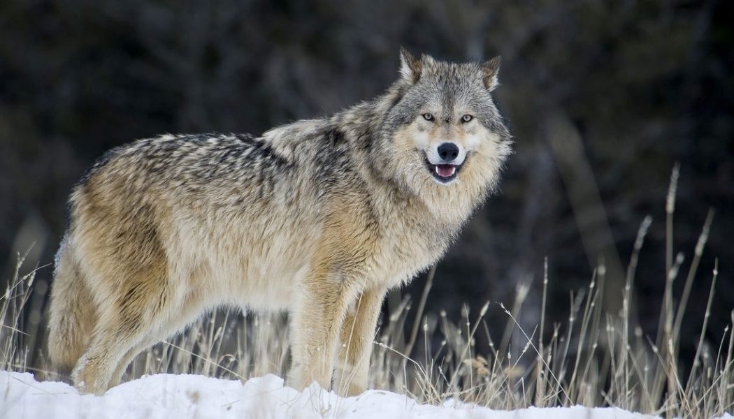 Gray wolves win in historic Colorado election