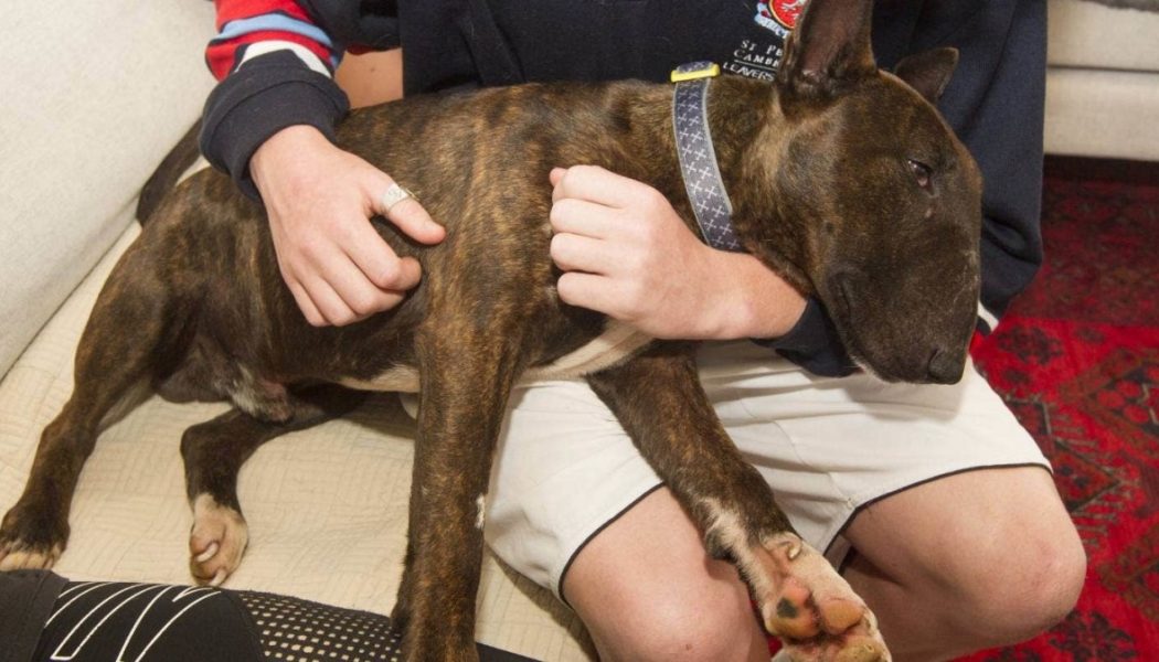 This Adorable Dog Named After Richie Hawtin Was Just Reunited With His Family