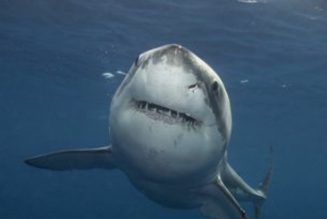 Discovery, home of Shark Week, HGTV, and Food Network, enters the streaming wars with Discovery Plus