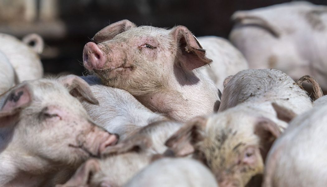 FDA approves genetically engineered pigs