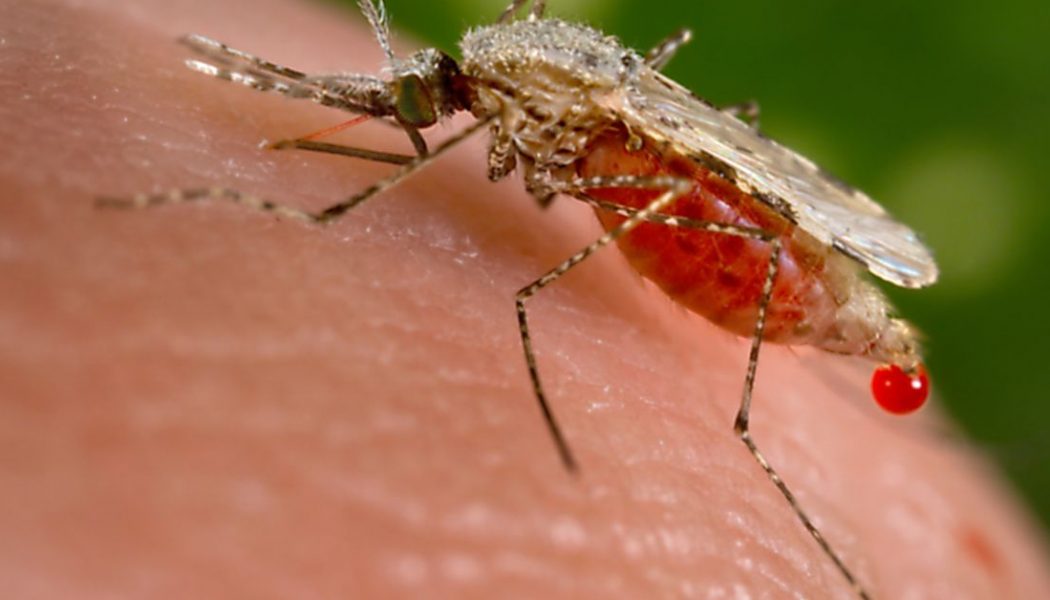 The CDC says the top global health story of 2020 was mosquitoes