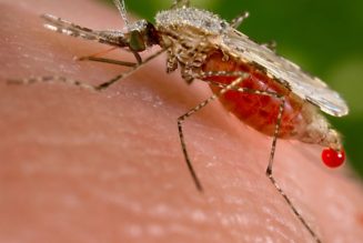 The CDC says the top global health story of 2020 was mosquitoes