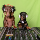 Celebrate National DJ Day With Freddie and Frida, the DJing Dachshunds