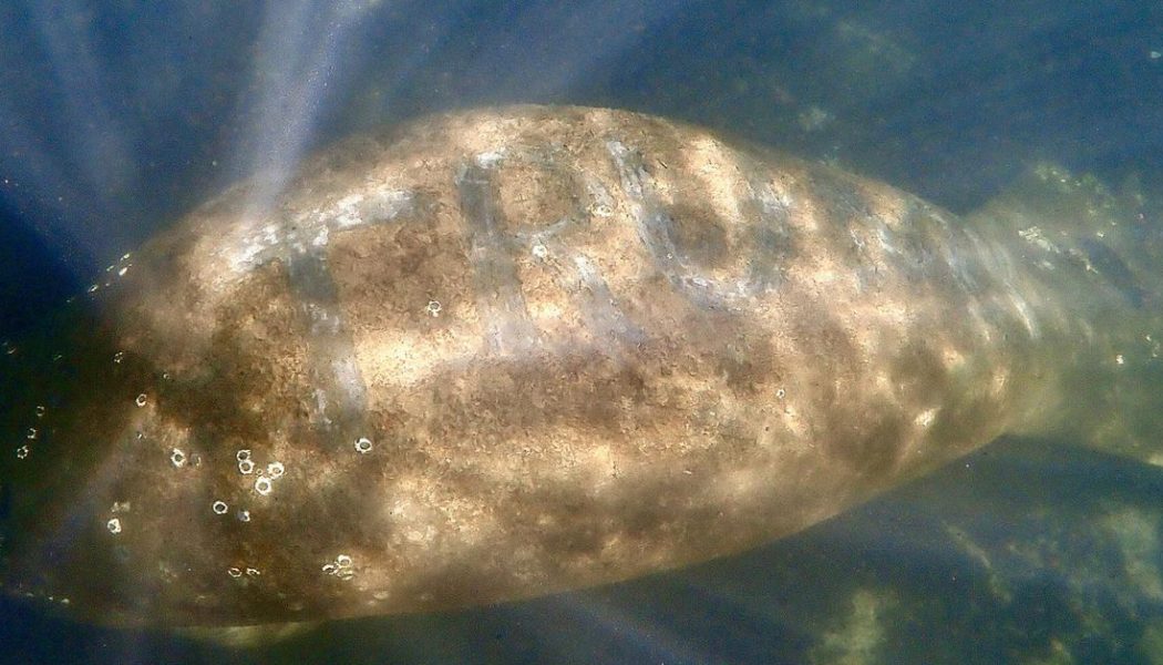 Some monster scraped Trump’s name into this poor manatee’s back