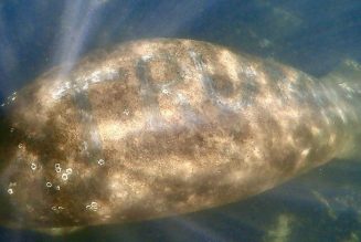 Some monster scraped Trump’s name into this poor manatee’s back