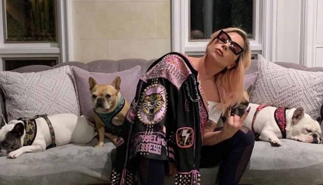 Lady Gaga’s French Bulldogs Recovered Safely by Police