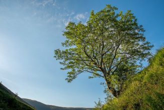 Mapped: 20 best trees in Britain