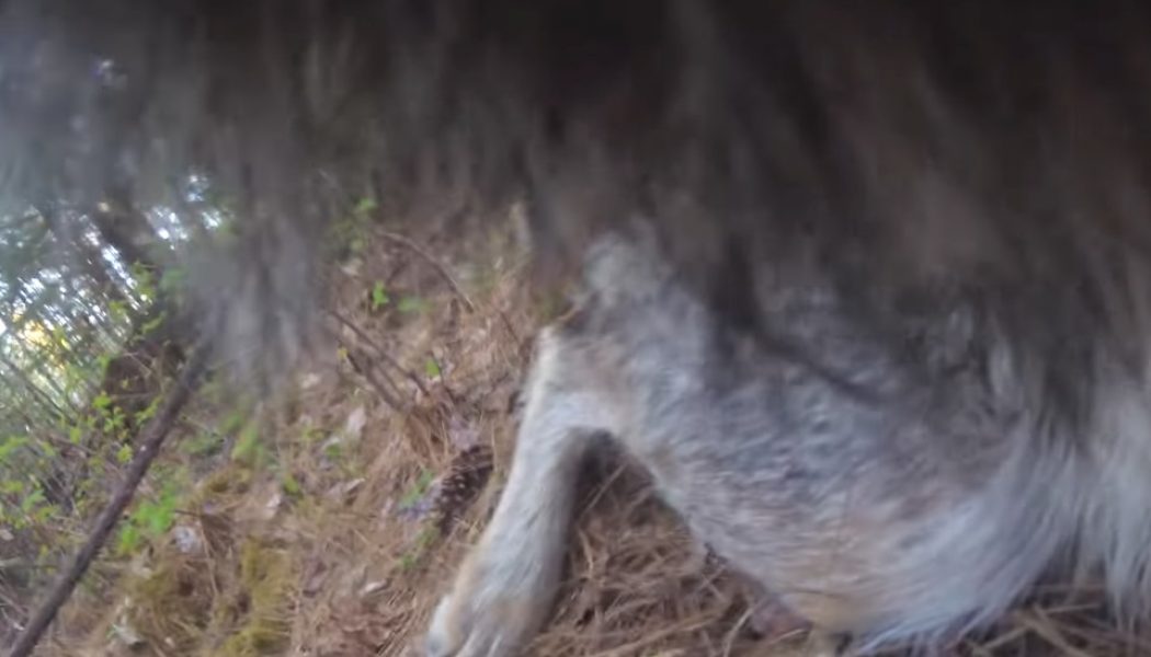 Camera footage from wolf’s collar reveals a very good boy