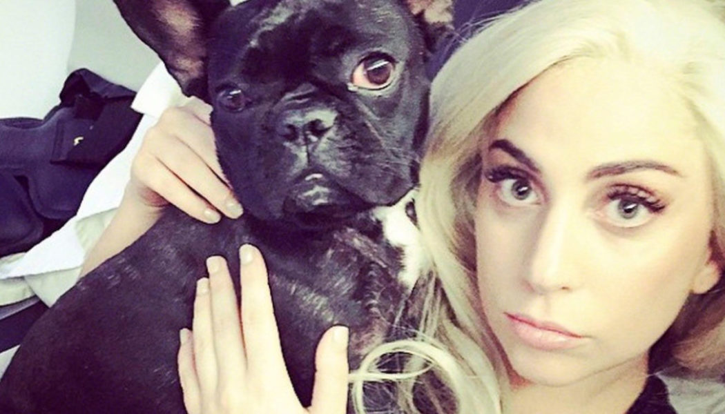 Five People Arrested in Kidnapping of Lady Gaga’s Dogs, Shooting of Her Assistant