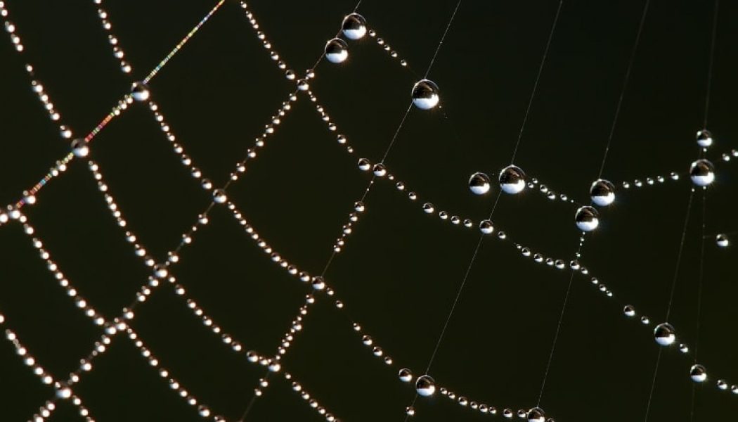 Scientists Spin Spiderwebs Into Sound Using AI