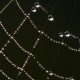 Scientists Spin Spiderwebs Into Sound Using AI