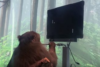 Watch: Elon Musk’s Neuralink says this monkey is playing Pong with its mind