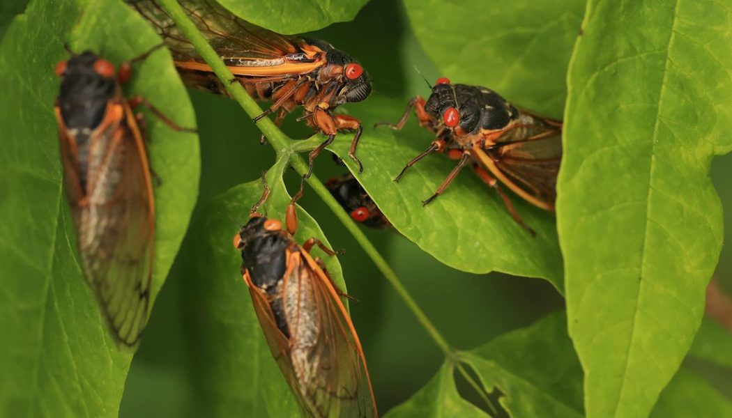 You probably shouldn’t eat cicadas if you’re allergic to shellfish