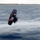 Jackass Star Bitten Trying to Literally Jump the Shark During Shark Week Stunt