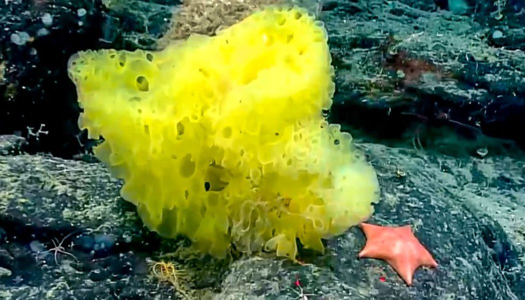 “Real Life” SpongeBob and Patrick Star Spotted at Bottom of Atlantic Ocean