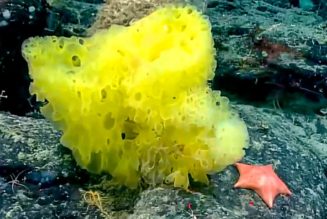 “Real Life” SpongeBob and Patrick Star Spotted at Bottom of Atlantic Ocean