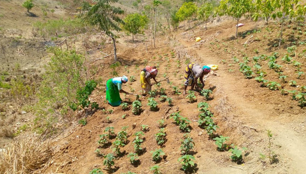 4 Ways Haller Farmers App Helps Fight East African Climate Change