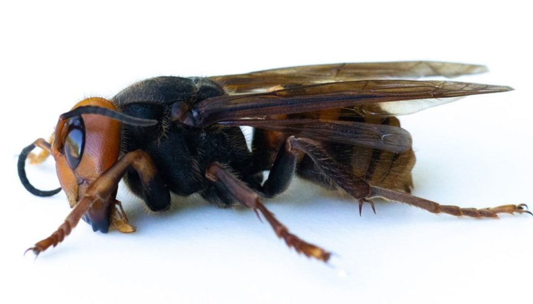 Authorities Discover First Live ‘Murder Hornet’ of 2021 in the United States