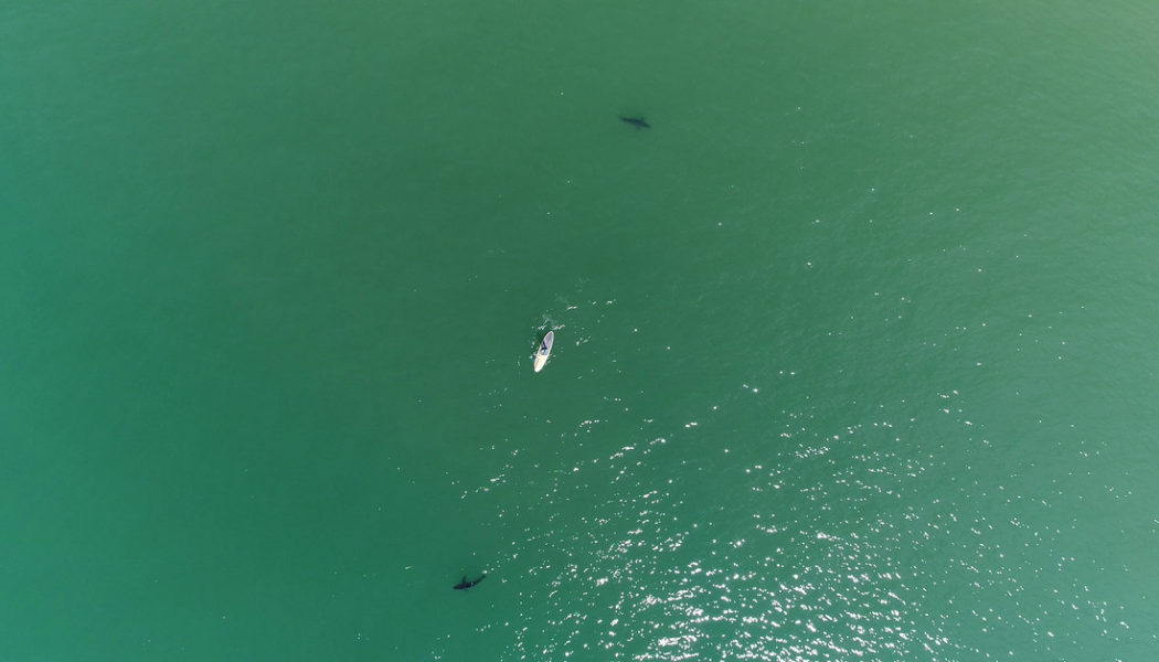 How drones are changing our view of sharks