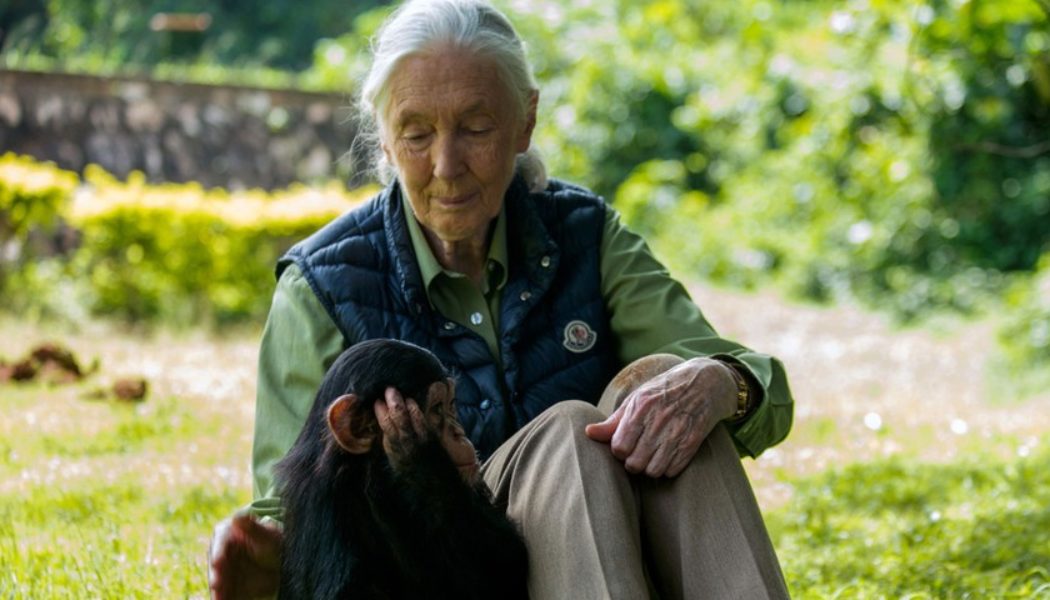 Learn the Life of Dr. Jane Goodall in This Immersive Multimedia Experience