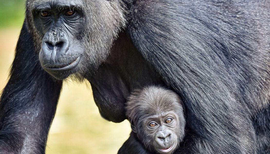 Research Reveals Apes Start Interactions With a “Hello” and End With a “Goodbye”