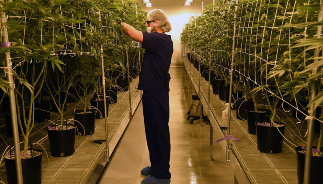 Weed’s dirty secret: It’s an energy villain