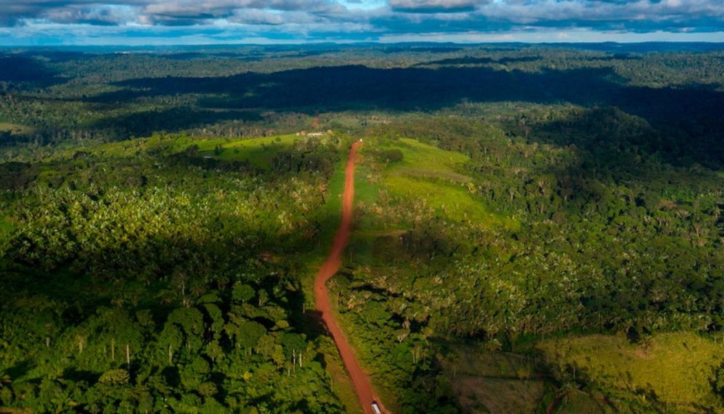 You Can Now Buy NFTs That Help Rebuild Brazil’s Rainforest